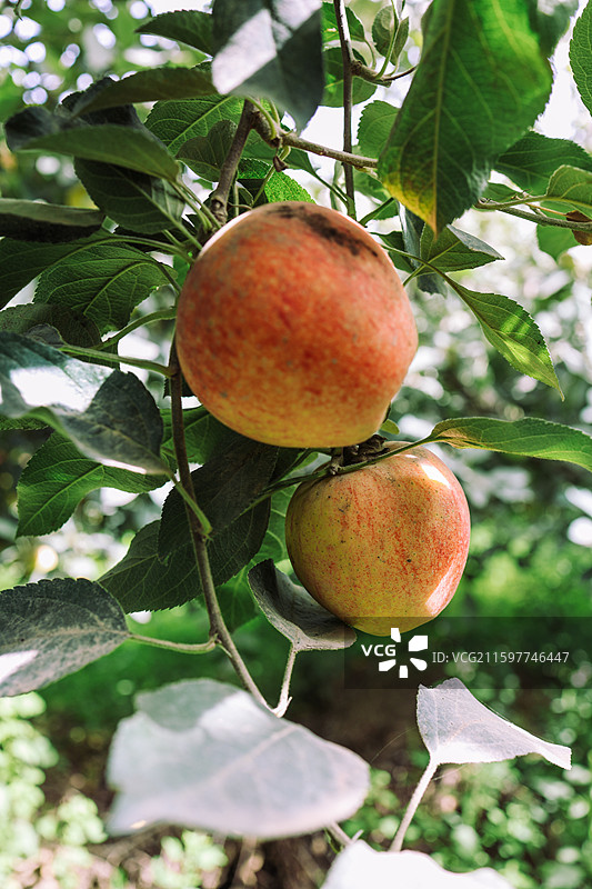 新疆阿克苏红旗坡苹果图片素材