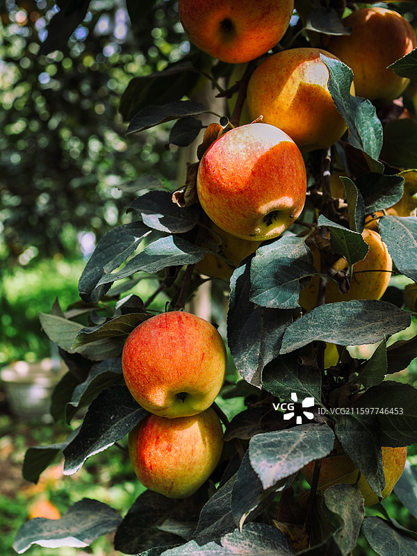 新疆阿克苏红旗坡苹果图片素材