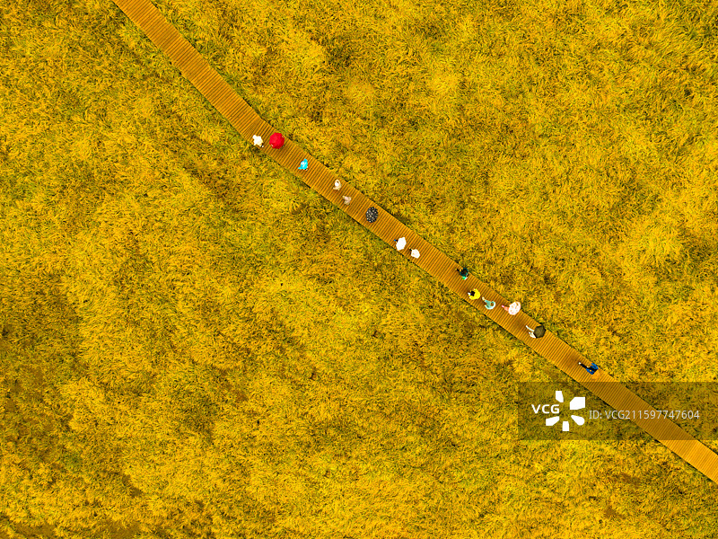 冰沟河马兰花大草原秋色图片素材