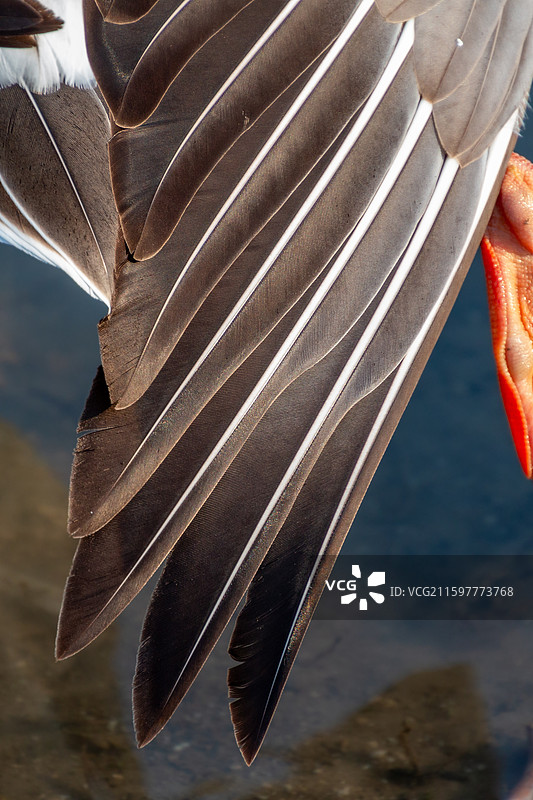 鸿雁羽毛图片素材