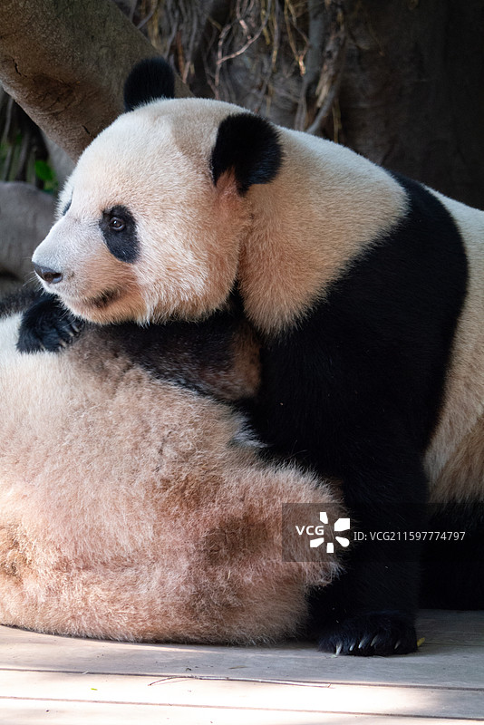 重庆动物园嬉戏大熊猫图片素材