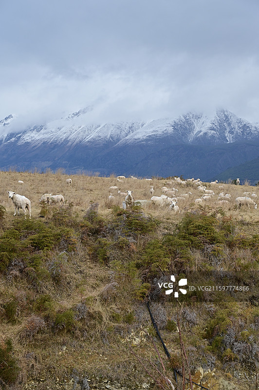 Glenorchy格林诺奇 瓦卡蒂普湖图片素材