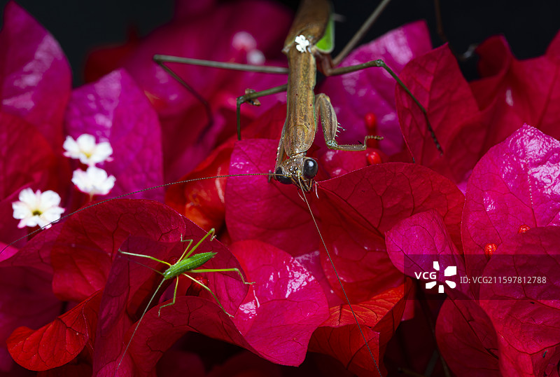 螳螂捕食昆虫特写图片素材