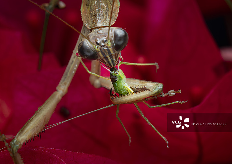 螳螂捕食昆虫特写图片素材
