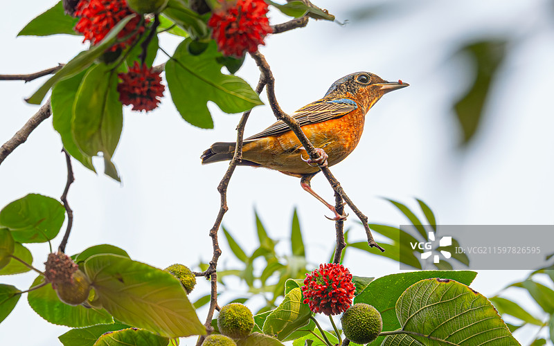 白喉矶鸫图片素材