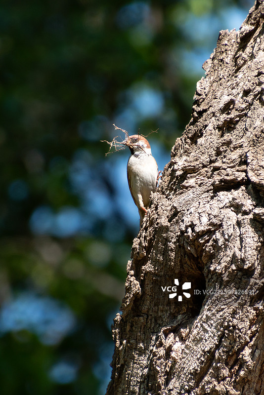 麻雀絮窝图片素材