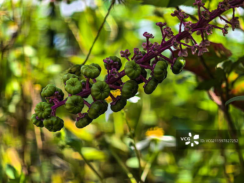 秋收时节中国贵州六盘水盘州市响水镇垂序商陆图片素材
