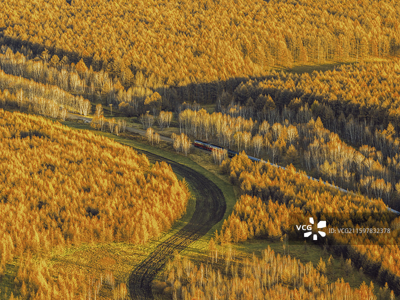 高视角下航拍秋季阿尔山国家森林公园，阿尔山森林公园日出，秋意金黄色的大自然森林景象图片素材