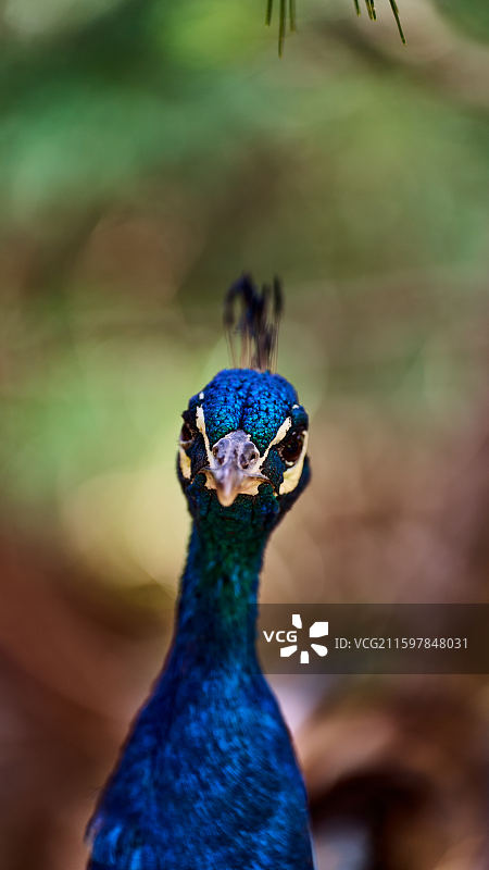 孔雀头部特写正面图片素材