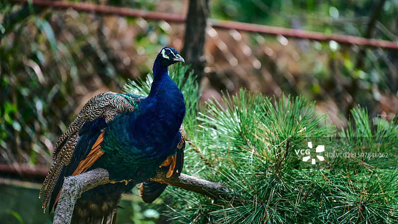 孔雀高耸站立在树上特写图片素材
