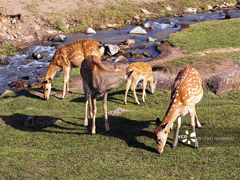 画面呈现一群鹿在有溪流的草地上活动的自然场景。图片素材