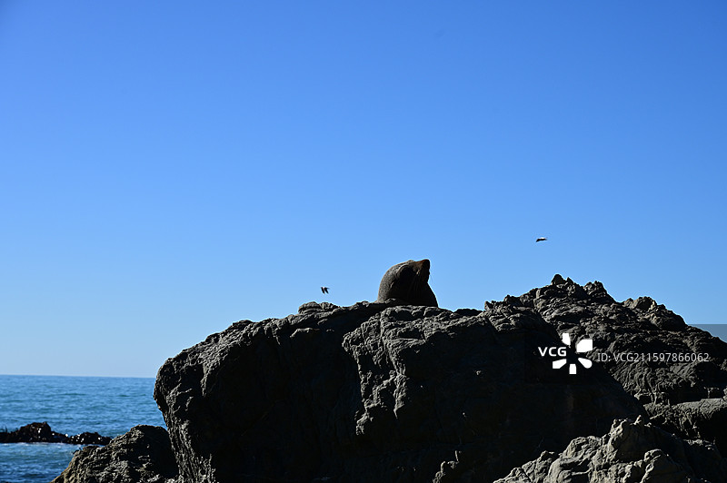 新西兰凯库拉 Kaikura图片素材