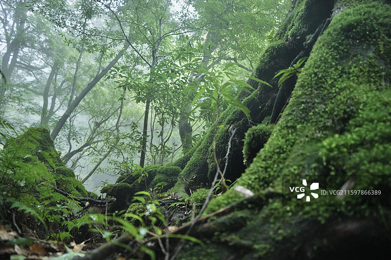 日本鹿儿岛县世界自然遗产屋久岛原石森林图片素材