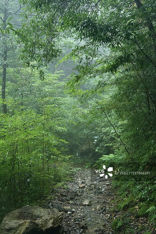 日本鹿儿岛县世界自然遗产屋久岛原石森林图片素材