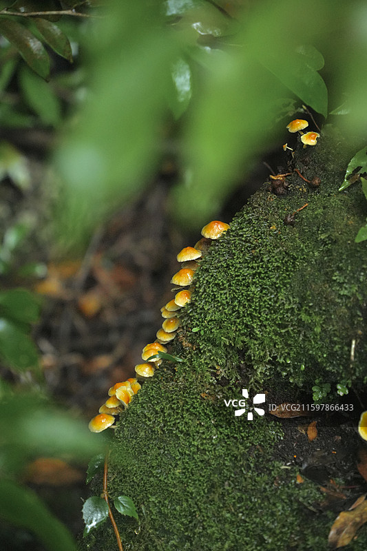 日本鹿儿岛县世界自然遗产屋久岛原石森林图片素材