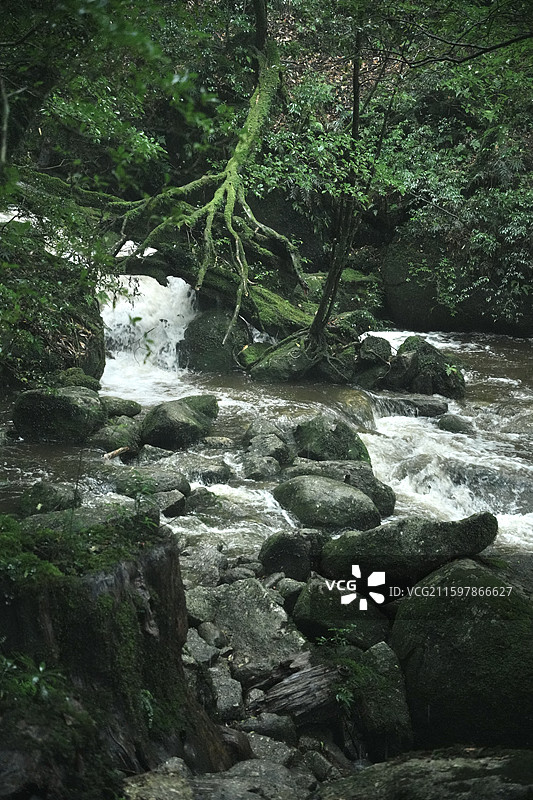 日本鹿儿岛县世界自然遗产屋久岛原石森林图片素材