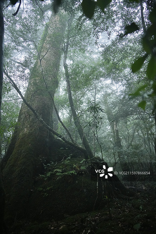 日本鹿儿岛县世界自然遗产屋久岛原石森林图片素材