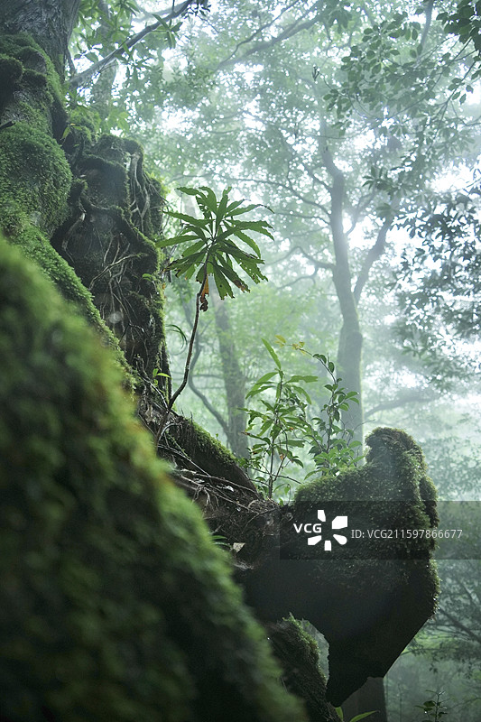 日本鹿儿岛县世界自然遗产屋久岛原石森林图片素材