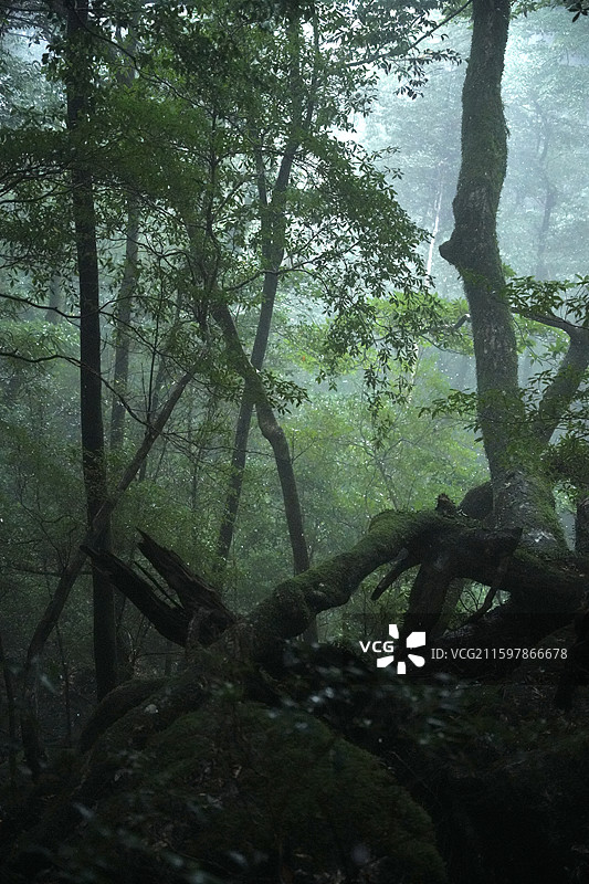 日本鹿儿岛县世界自然遗产屋久岛原石森林图片素材