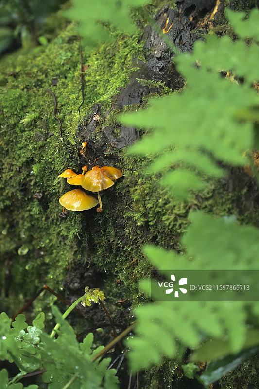 日本鹿儿岛县世界自然遗产屋久岛原石森林图片素材