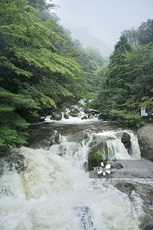 日本鹿儿岛县世界自然遗产屋久岛原石森林图片素材