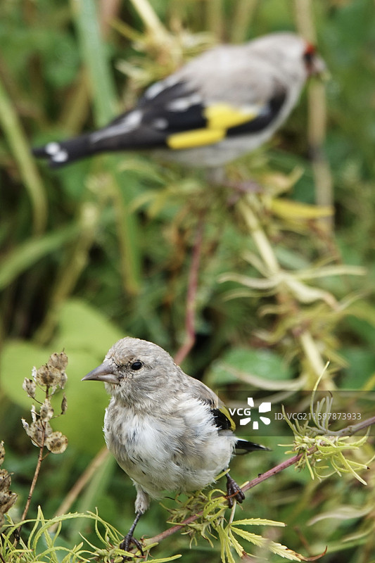 红额金翅雀图片素材