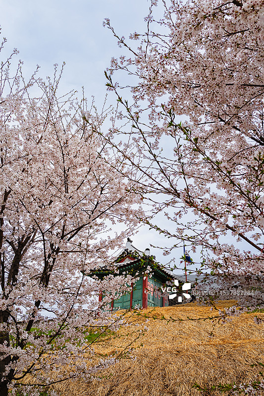 水原华城的樱花图片素材