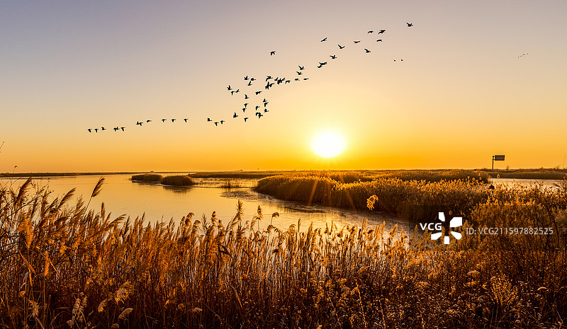 东营湿地公园图片素材