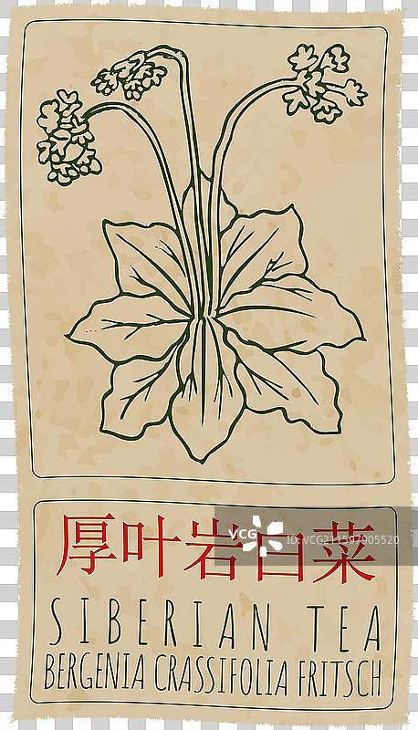 手绘的中国风西伯利亚茶图片素材
