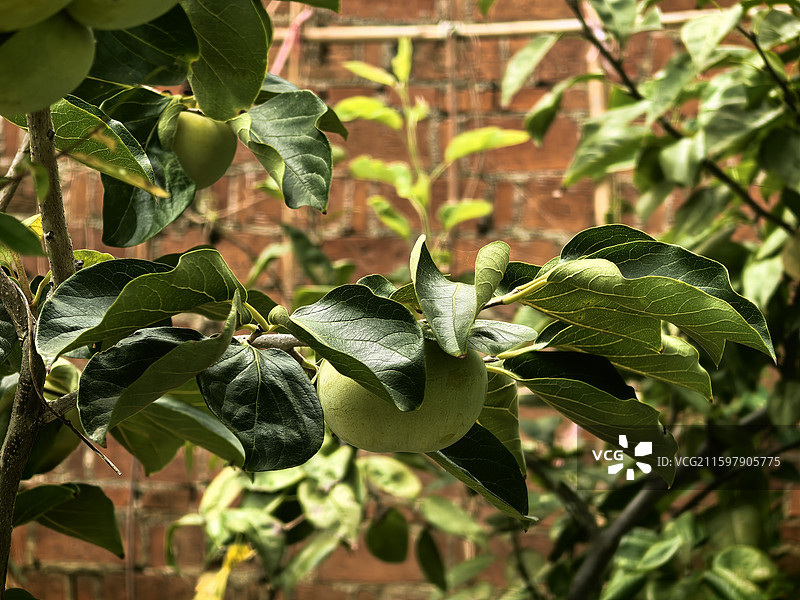 田园秋色随拍图片素材