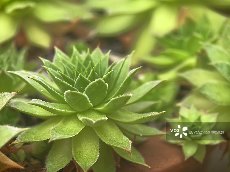 田园秋色随拍图片素材
