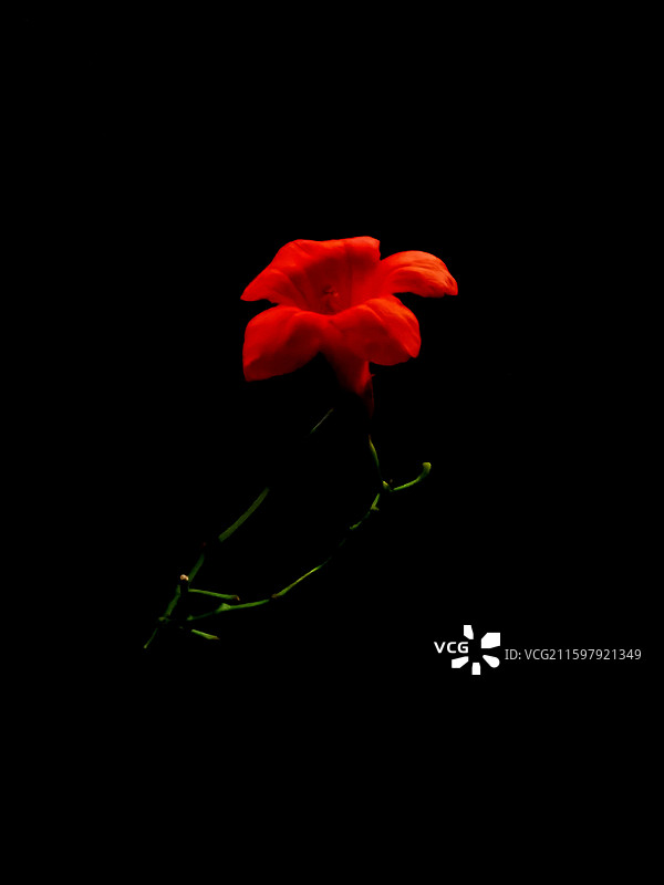 凌霄花图片素材