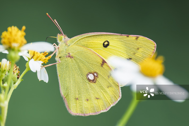 宽边黄粉蝶图片素材