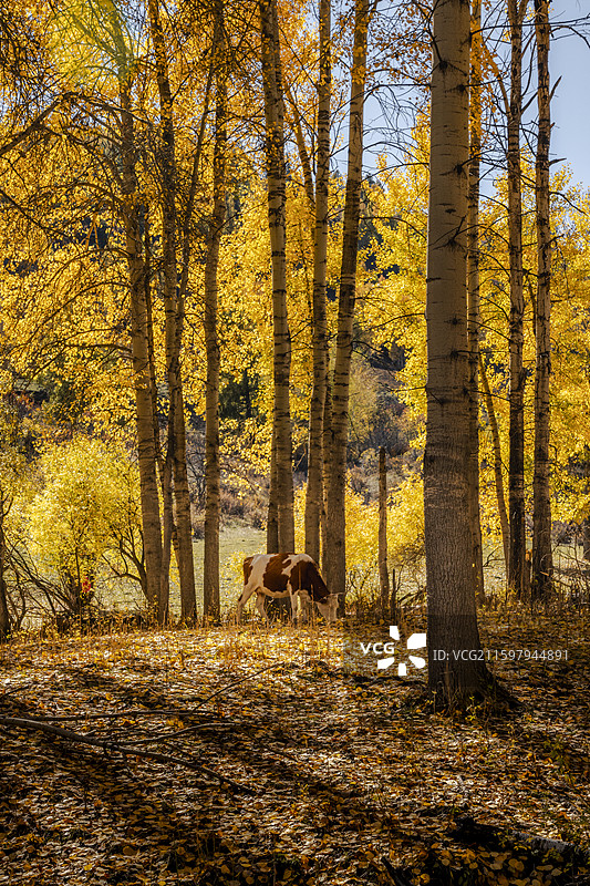 秋日牧野图片素材