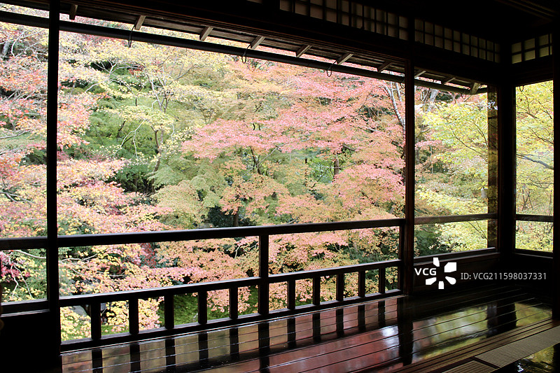 秋天日本京都琉璃光院赏秋彩色枫叶自然秋景图片素材