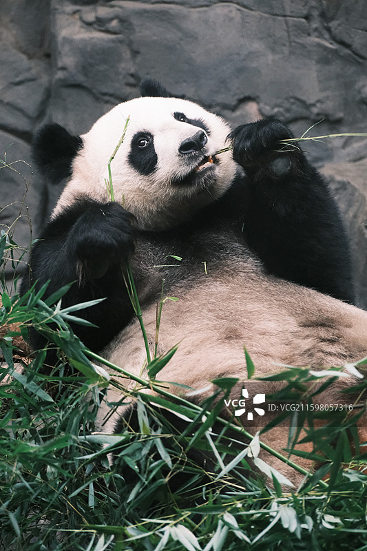 大熊猫图片素材