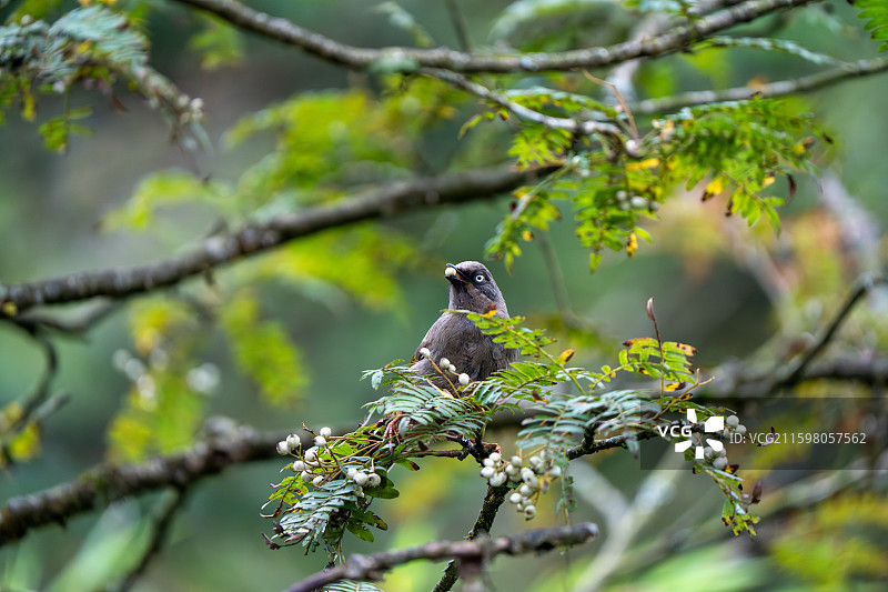 瓦屋山白领凤鹛图片素材
