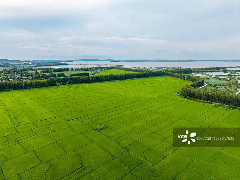 中国吉林省吉林市永吉县万昌镇农场万昌东北大米稻田夏季航拍正上方视角图片素材