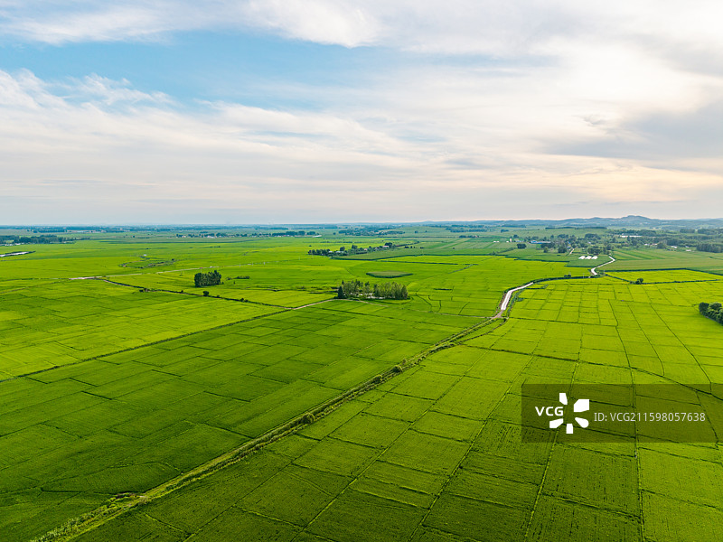 中国吉林省吉林市永吉县万昌镇农场万昌东北大米稻田夏季航拍正上方视角图片素材