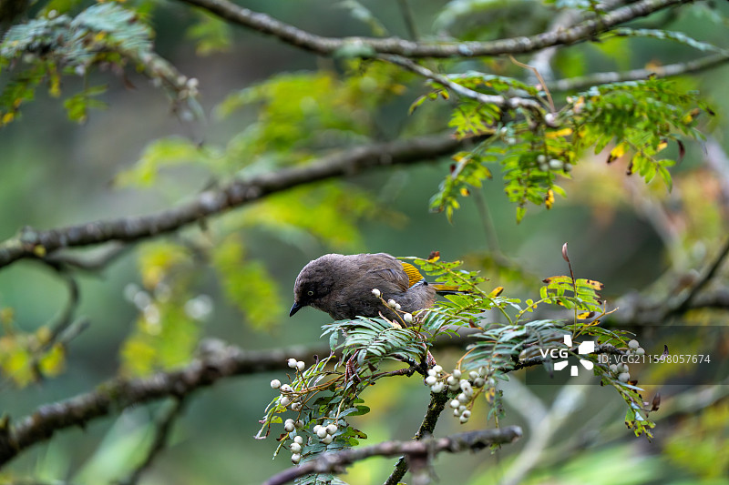 瓦屋山白领凤鹛图片素材