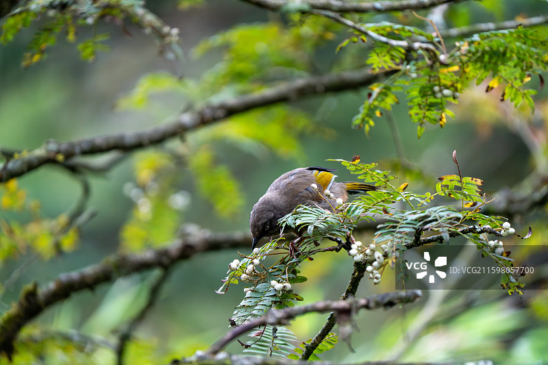 瓦屋山白领凤鹛图片素材