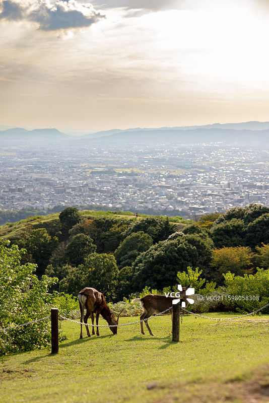 日本奈良若草山图片素材