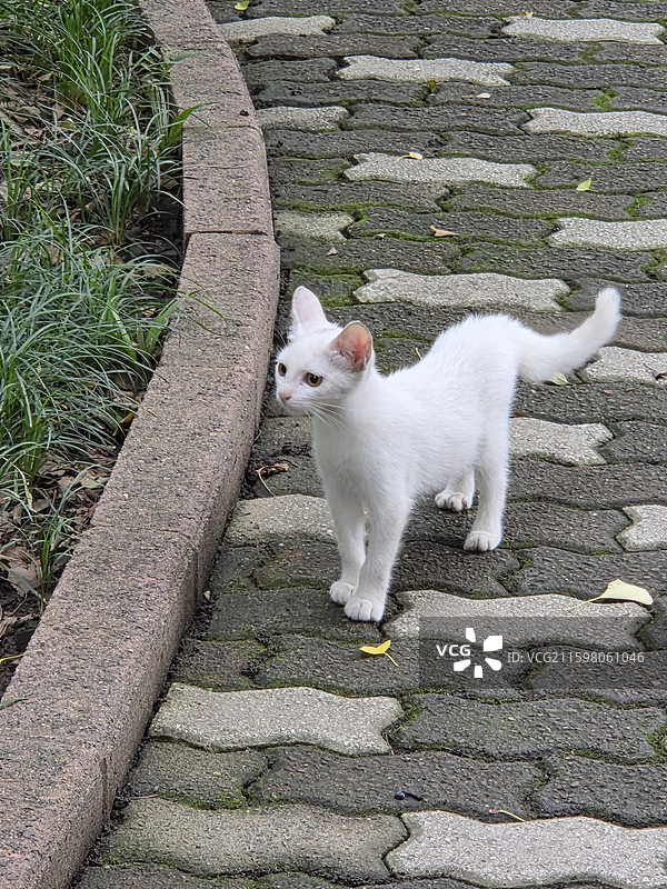 白马王子猫图片素材