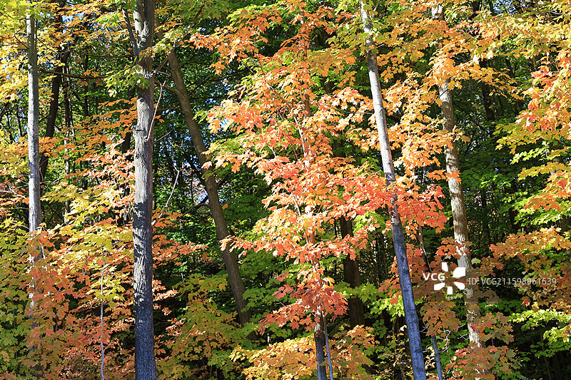 秋天，阳光照耀色彩斑斓五彩缤纷的树林图片素材