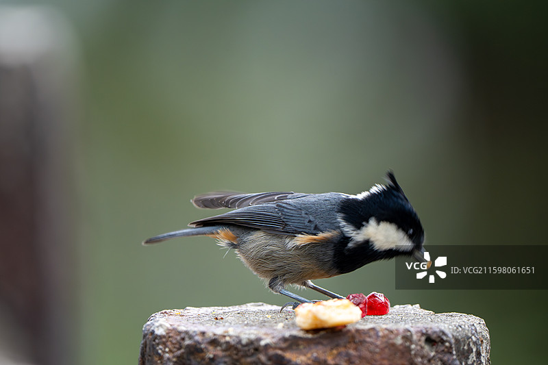 瓦屋山黑冠山雀图片素材