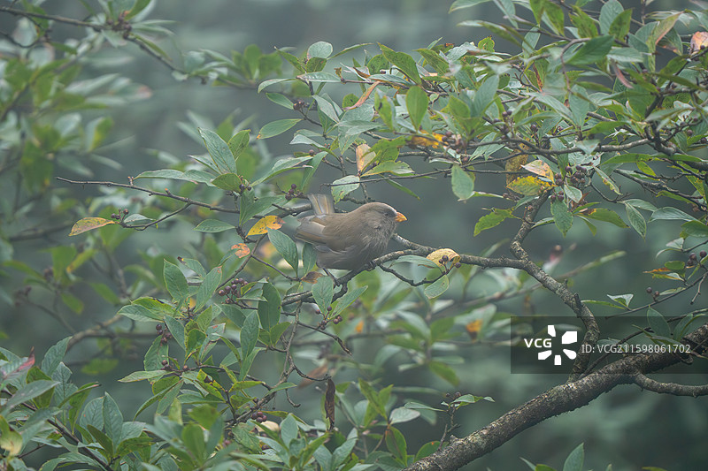 瓦屋山红嘴雅雀图片素材