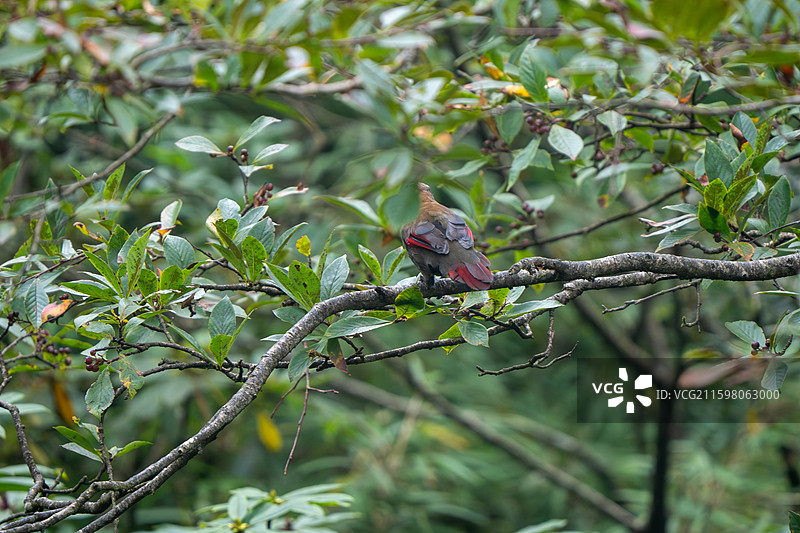 瓦屋山丽色噪鹛图片素材