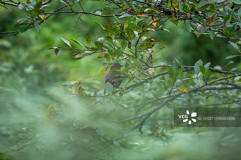 瓦屋山丽色噪鹛图片素材
