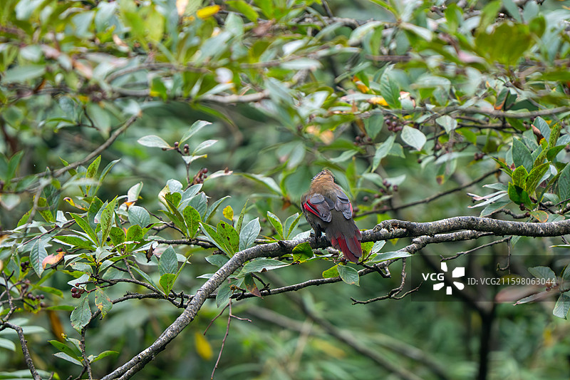 瓦屋山丽色噪鹛图片素材
