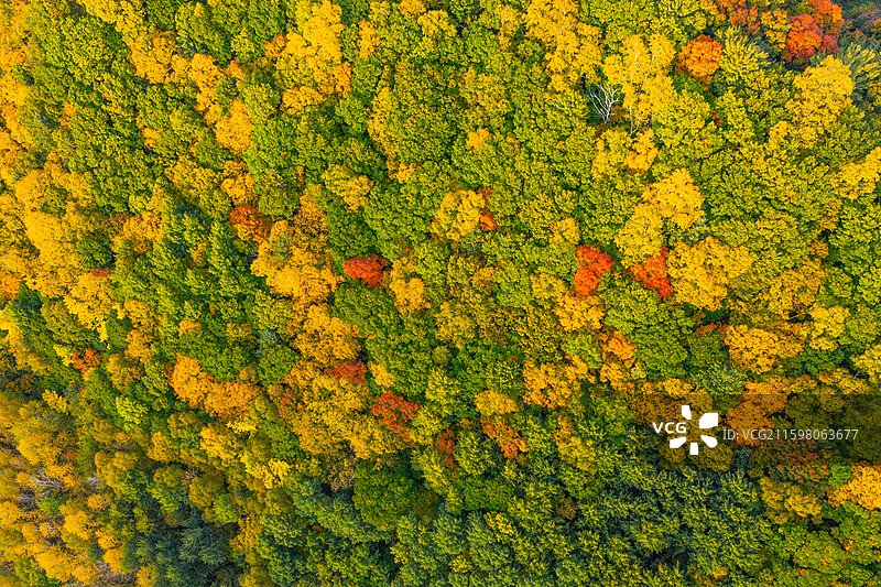 秋天航拍鸟瞰吉林白山市靖宇县龙湾景区五彩森林绝美秋景风光图片素材